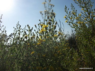 Aci_Castello_mega_pillow - 07-10-2012 08-31-39.JPG